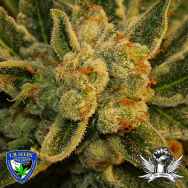 T H Seeds Original BubbleGum